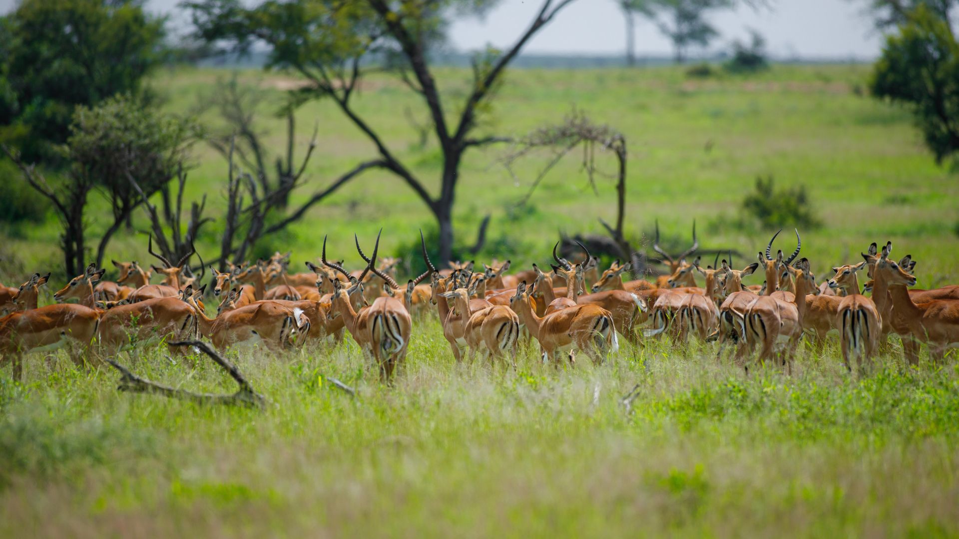 6-Day Tanzania Safari Tour – Tarangire, Serengeti & Ngorongoro Crater