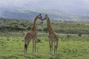 Arusha National Park