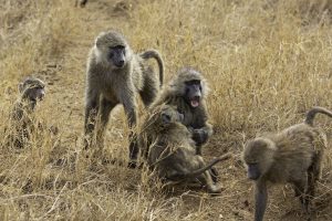 Gombe Stream National Park