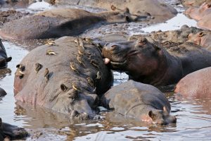 Katavi National Park