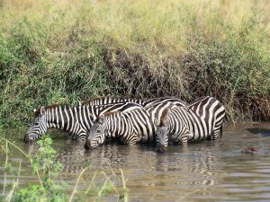 Lake Manyara National Park