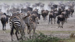 Ngorongoro Conservation Area