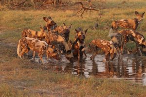 Ruaha National Park