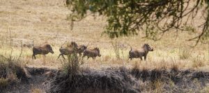 Saadani National Park