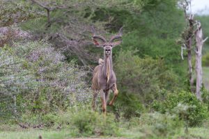 Selous Game Reserve