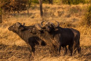 Serengeti National Park