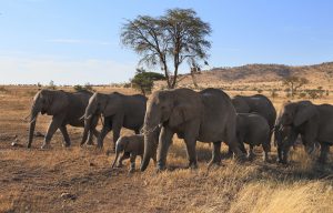 Tarangire National Park