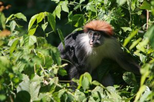 Udzungwa Mountains National Park