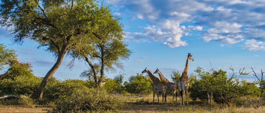 Giraffe in the bush of Kruger national park South Africa