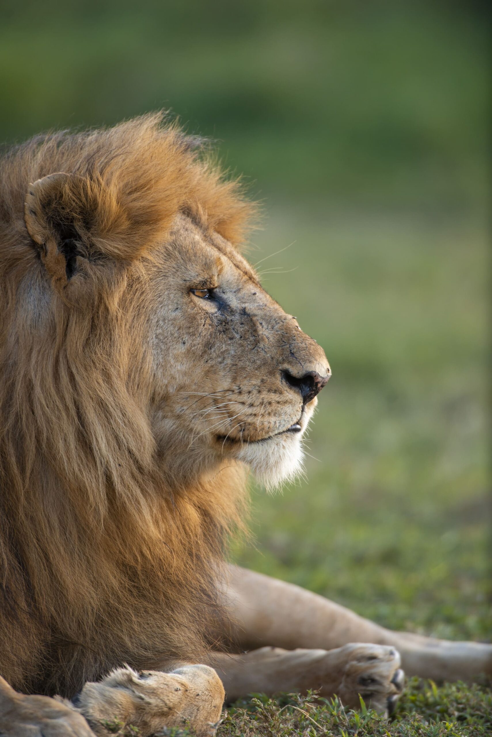 Mikumi National Park Safari