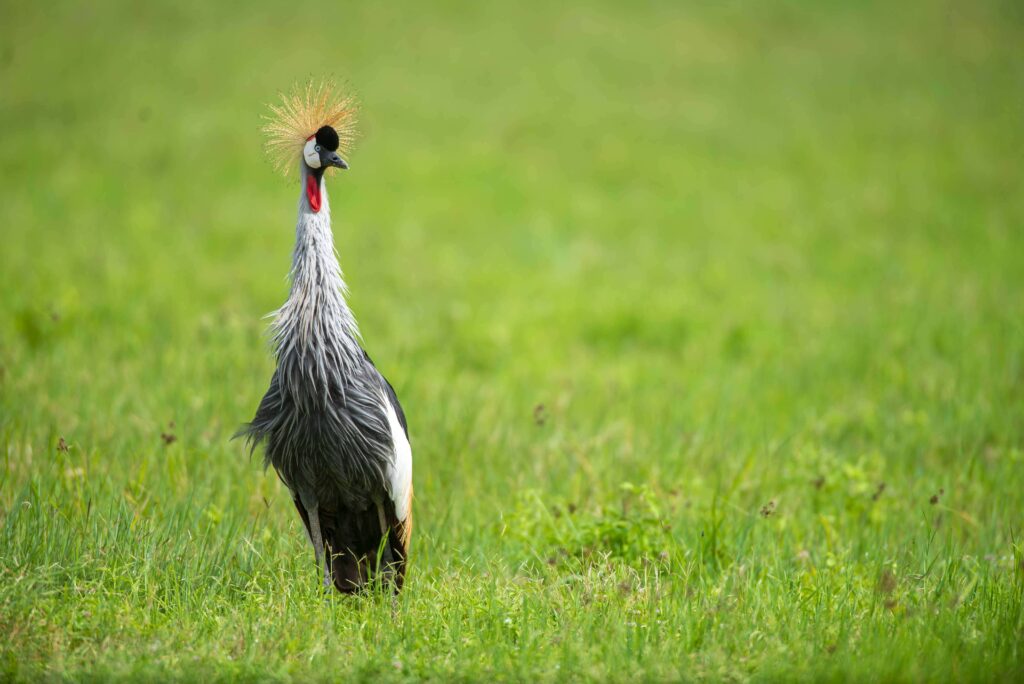 Ngorongoro Crater Safari Tours
