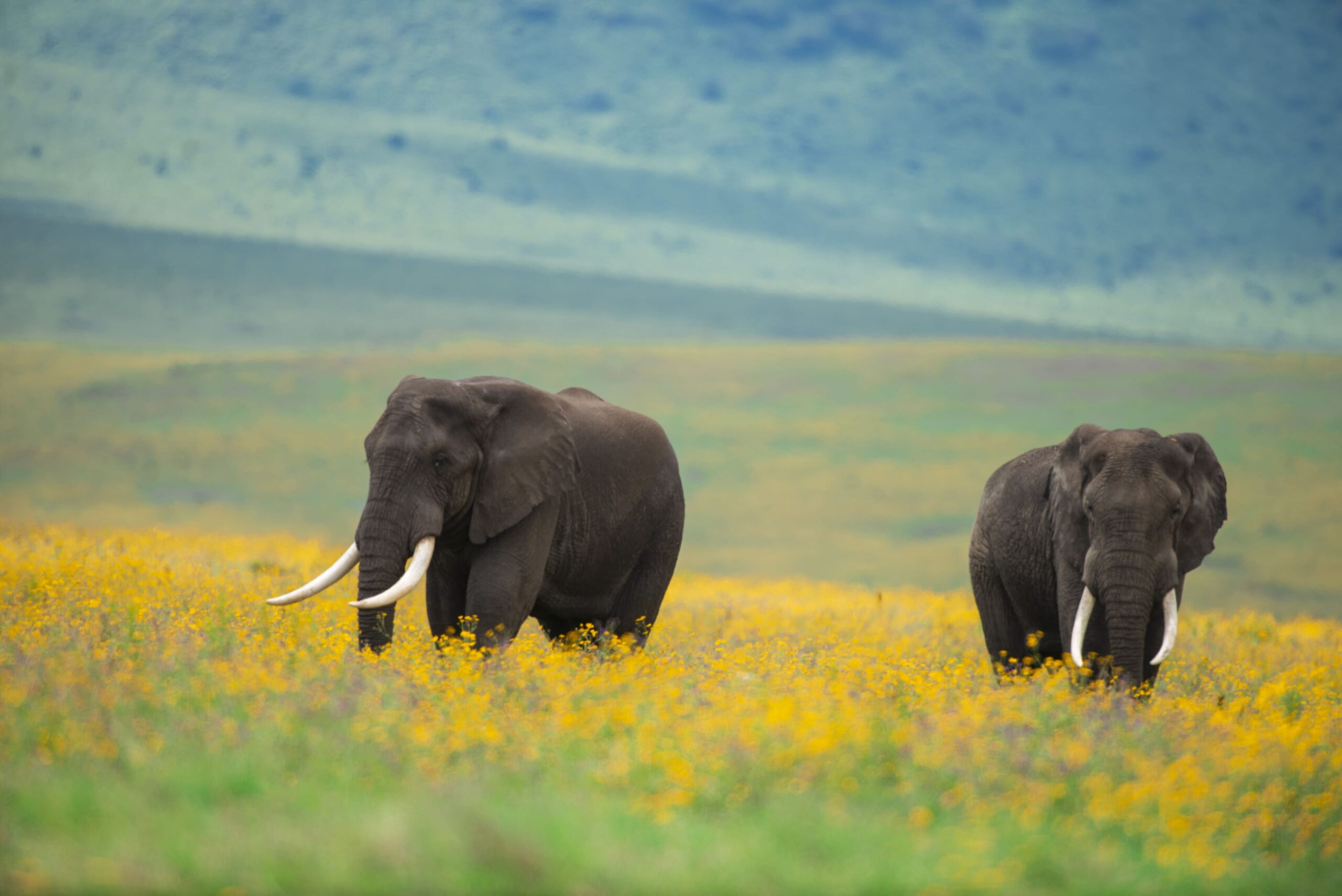 Ngorongoro Crater Safari Tours