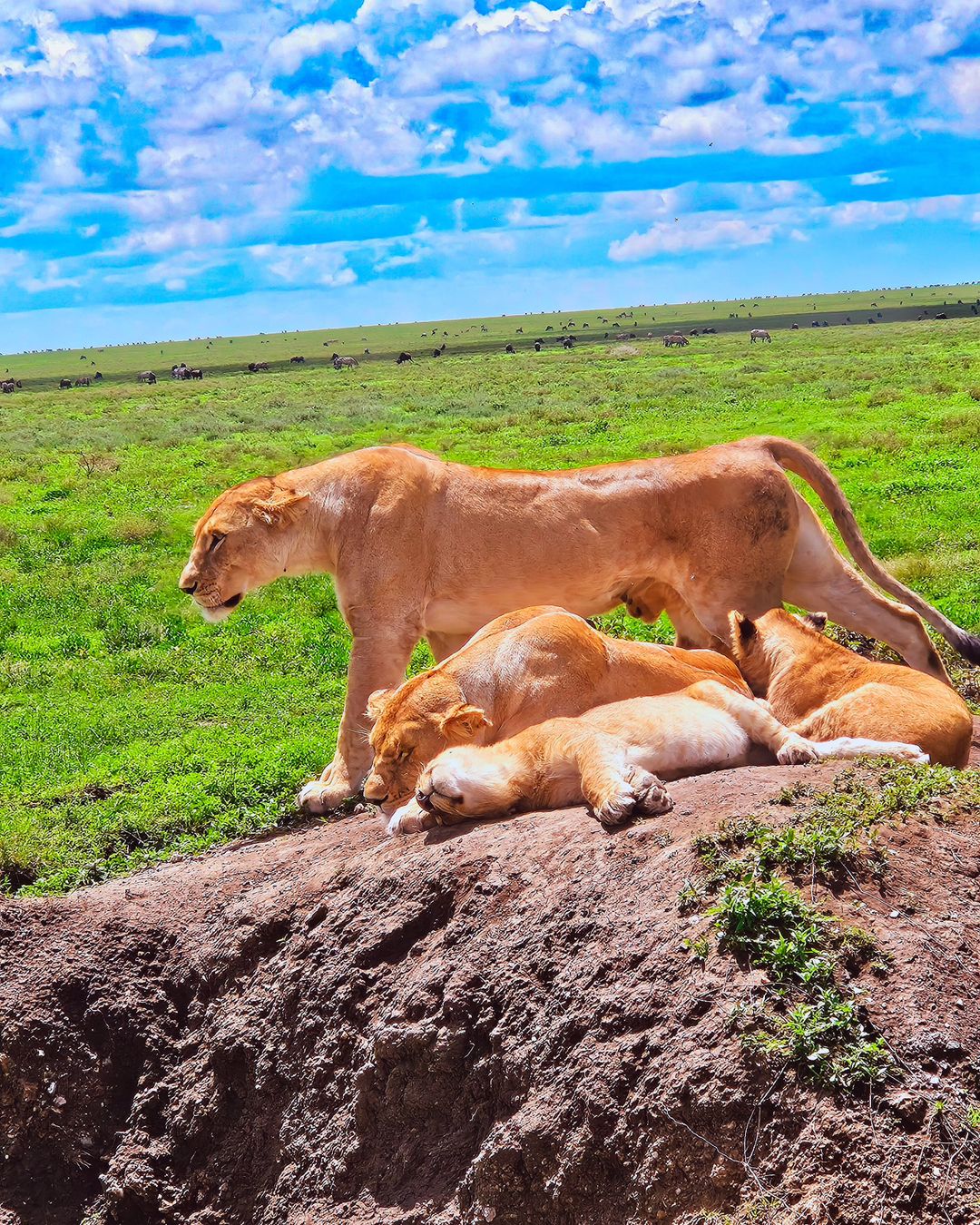 safari in tanzania