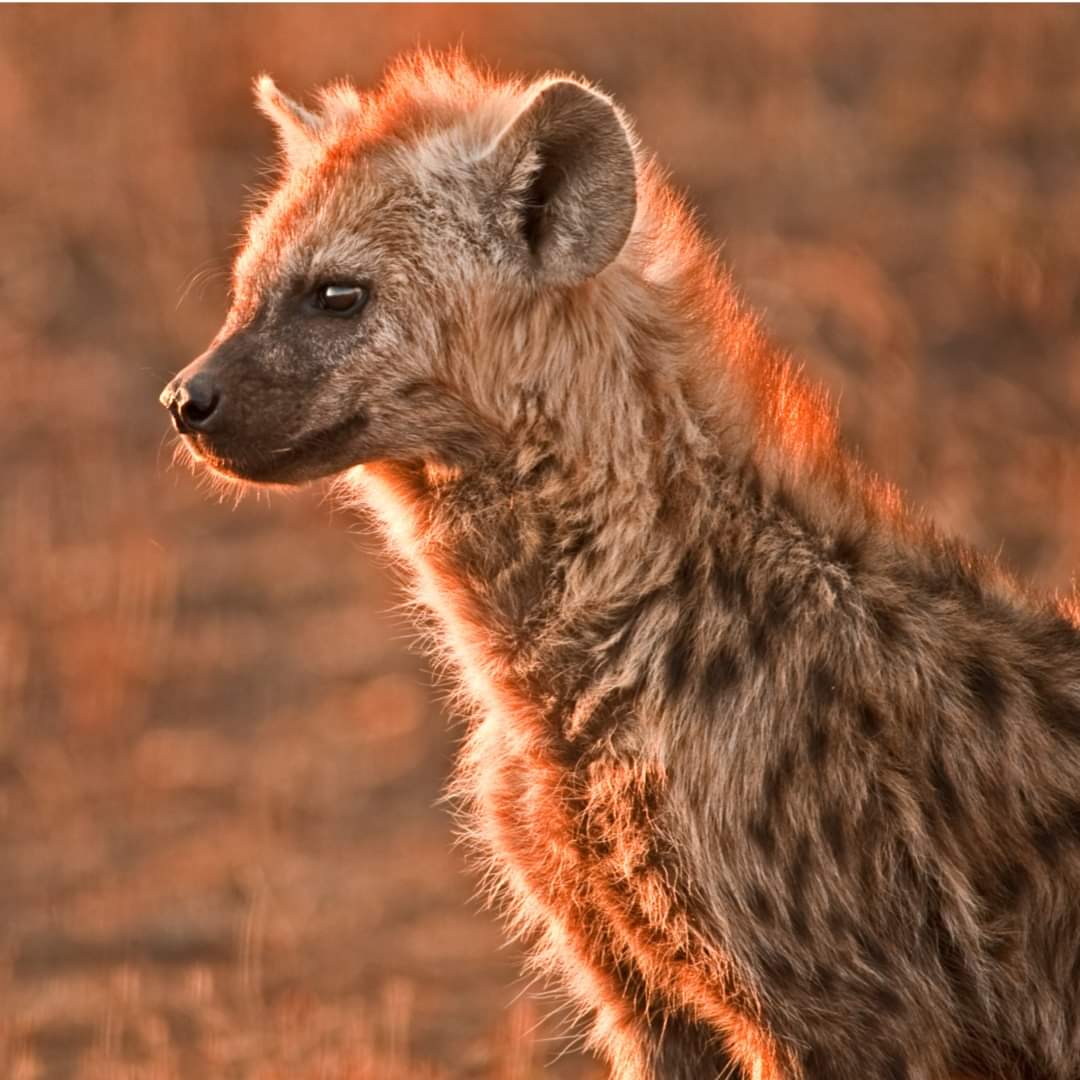 hyena in serengeti