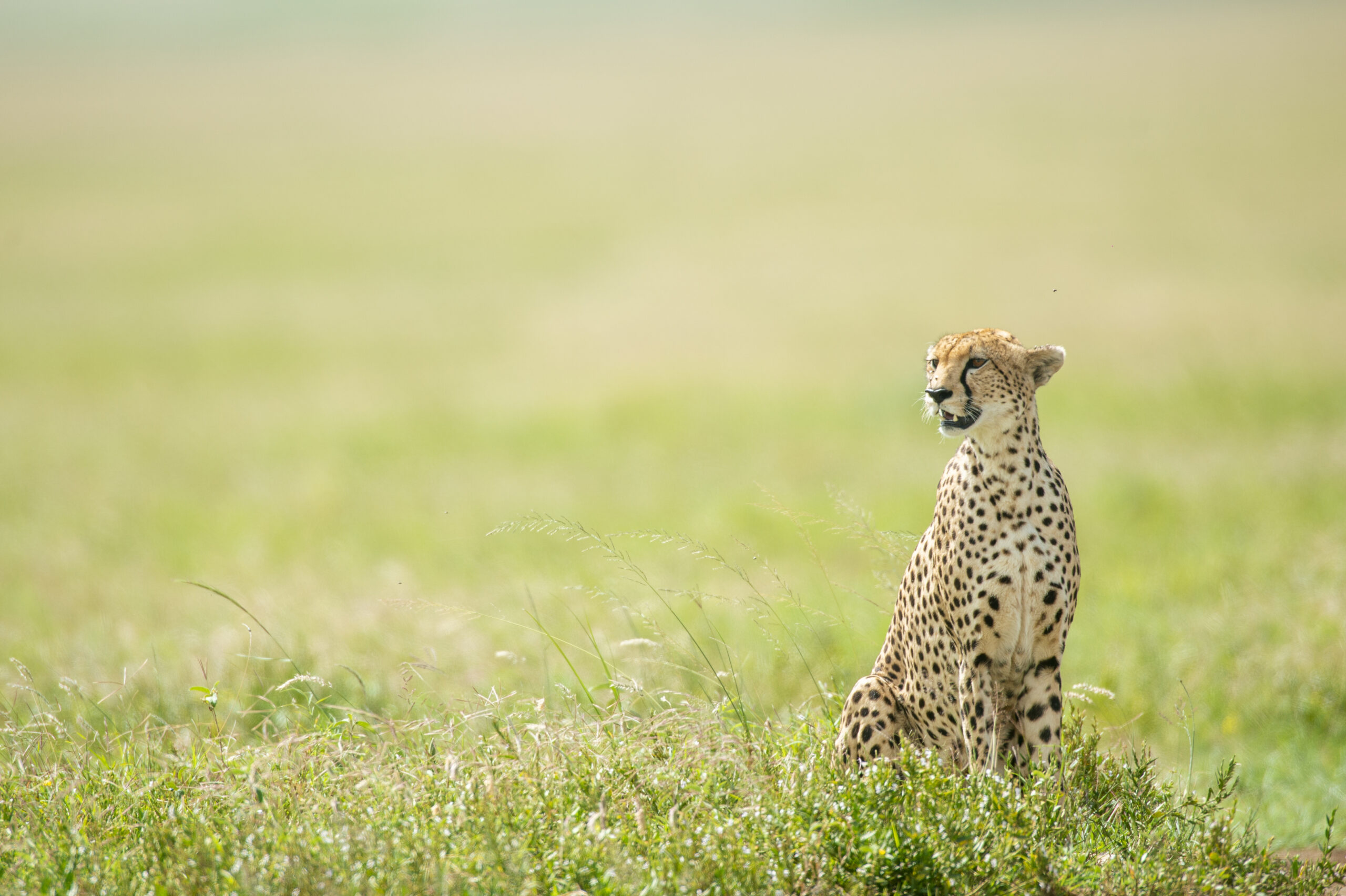 10 Days Safari in Tanznia