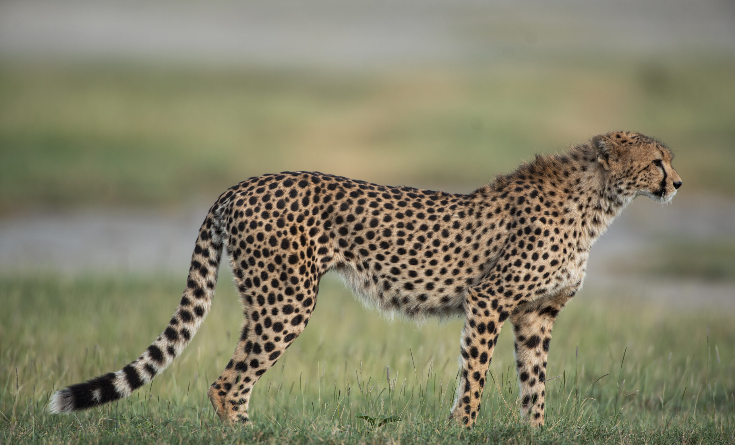 2-Days-Tanzania-Safari-from-Zanzibar