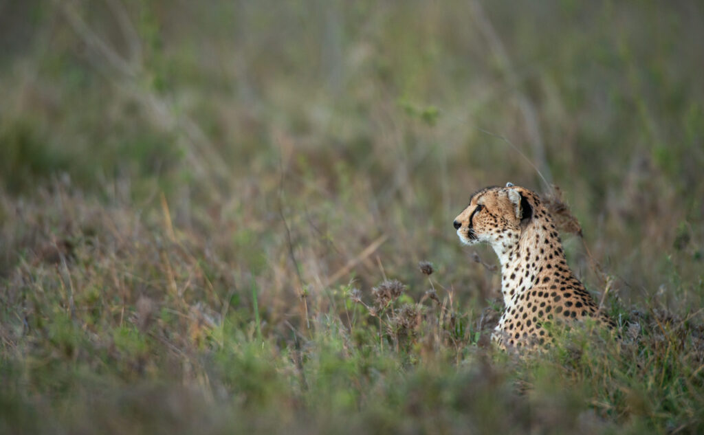 3 Day Serengeti Safari Zanzibar
