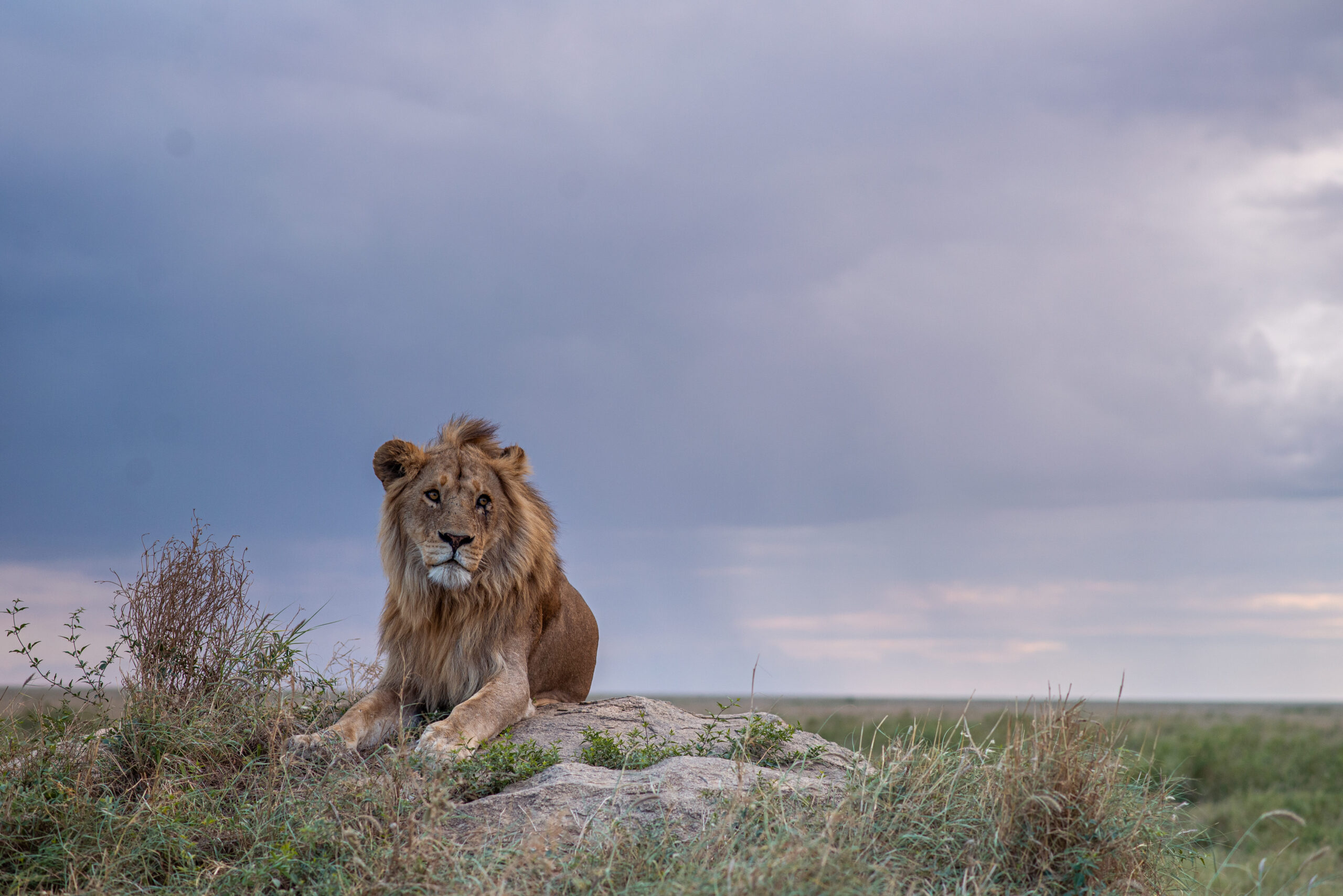 4-Day Tanzania Safari from Zanzibar