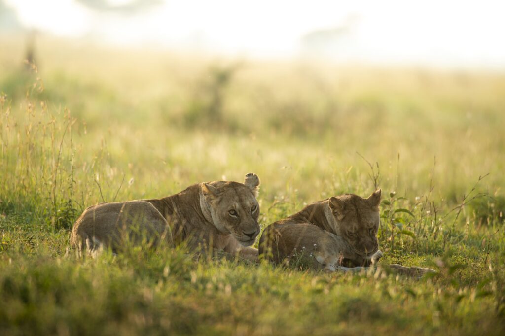 4Day Safari From Zanzibar