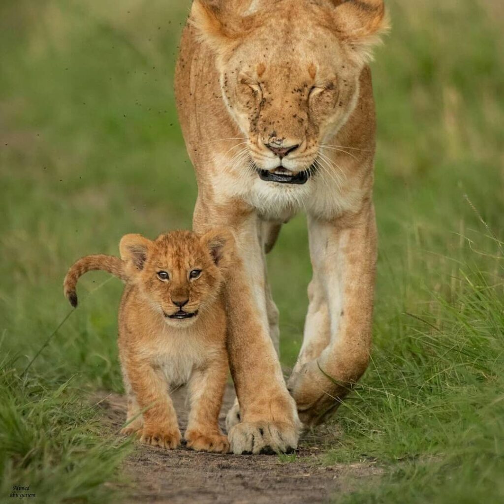 5 Day Serengeti Safari