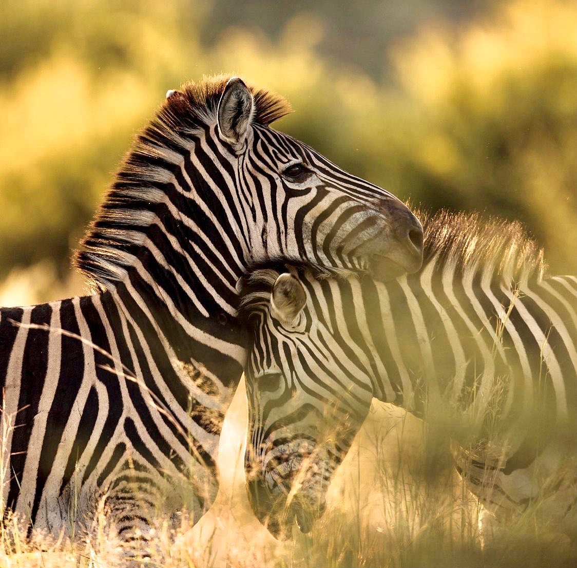safari from zanzibar