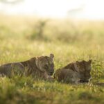Best Parks Tanzania Families Kids