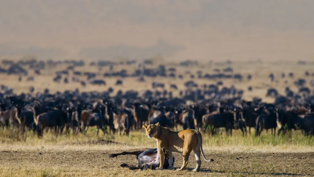 serengeti migratione