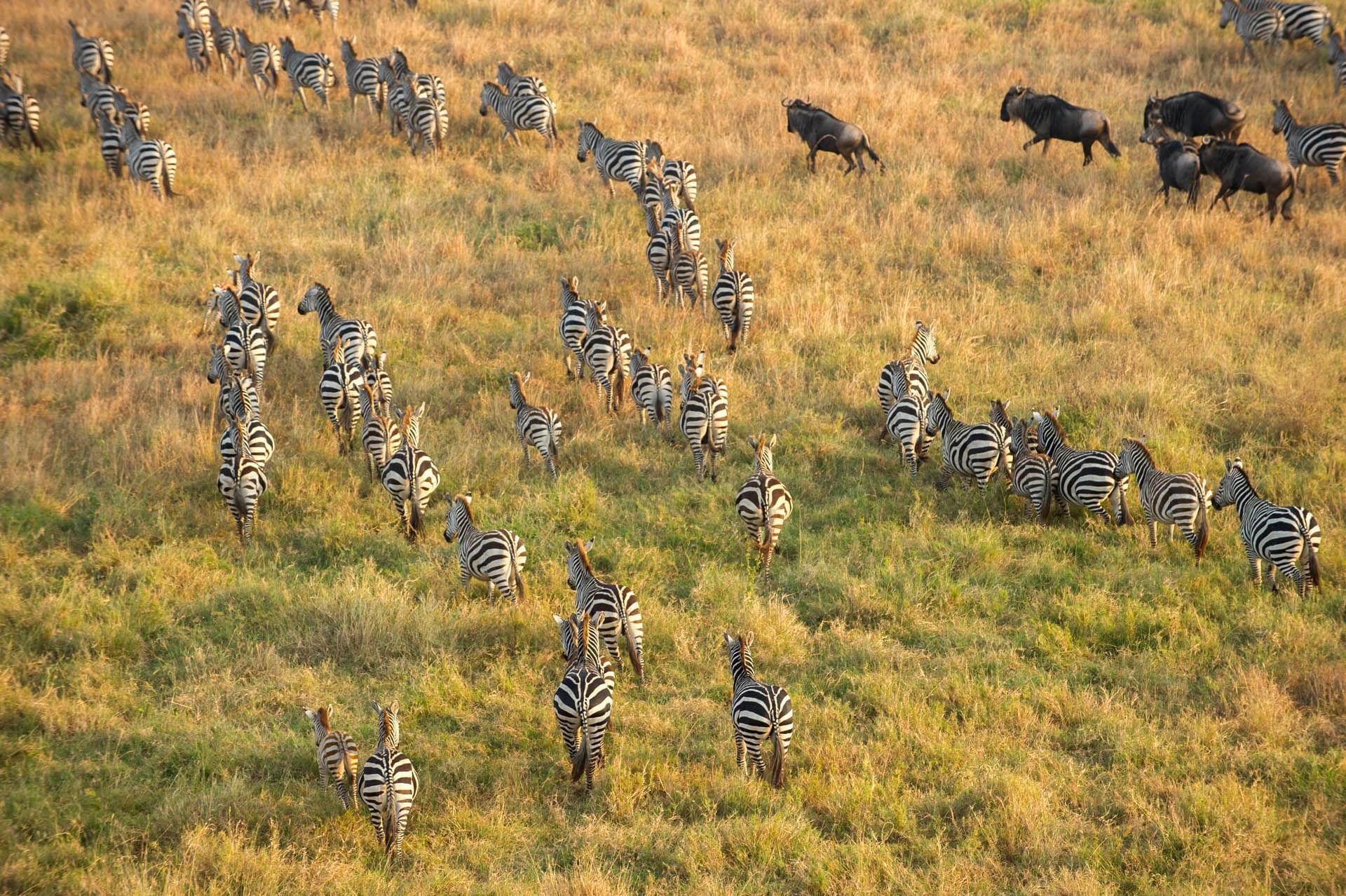 5 Days Serengeti Migration Price