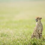 Tanzania Safari Cost