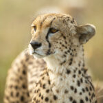 Tansania Safari Angebote 2026