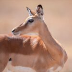 4 Days Family Safari from Zanzibar